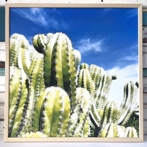 Blue Sky Cacti