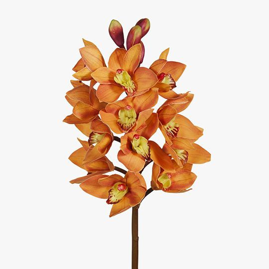 Orchid Cymbidium